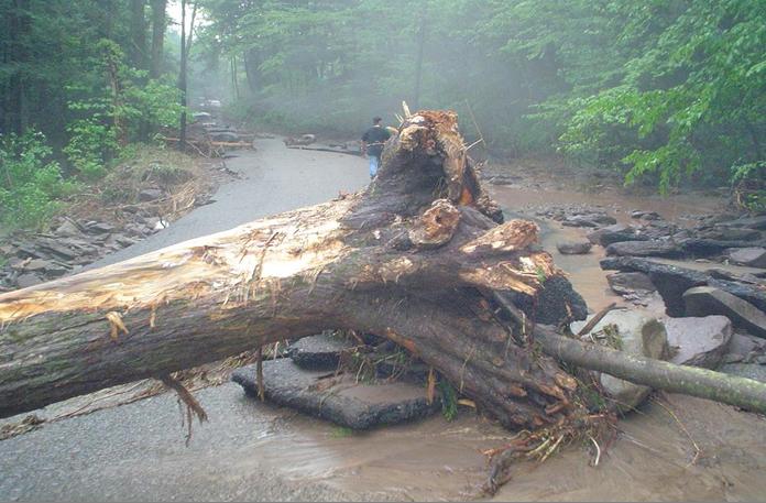 downed tree - Wyoming County
